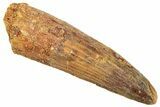 Fossil Spinosaurus Tooth - Real Dinosaur Tooth #239285-1